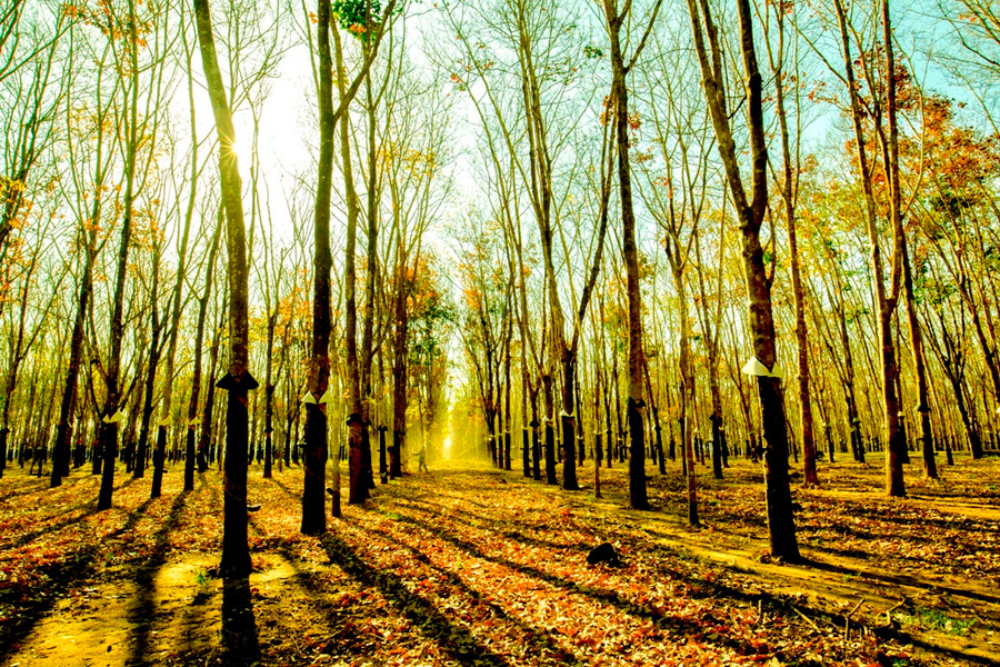Cánh rừng cao su thay “áo mới”, một màu vàng lung linh điểm xuyến những cánh lá đỏ nhẹ nhàng bay trong gió.