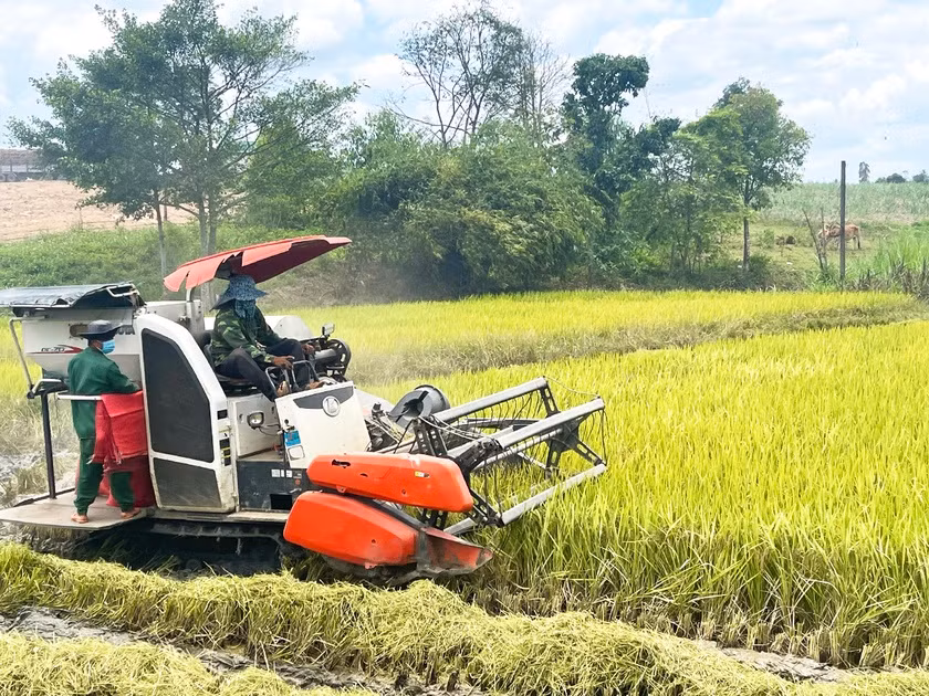 Theo Thông tư số 02/2023/TT-BTC, hỗ trợ người trồng lúa không thấp hơn 50% kinh phí. Ảnh: Minh Phương