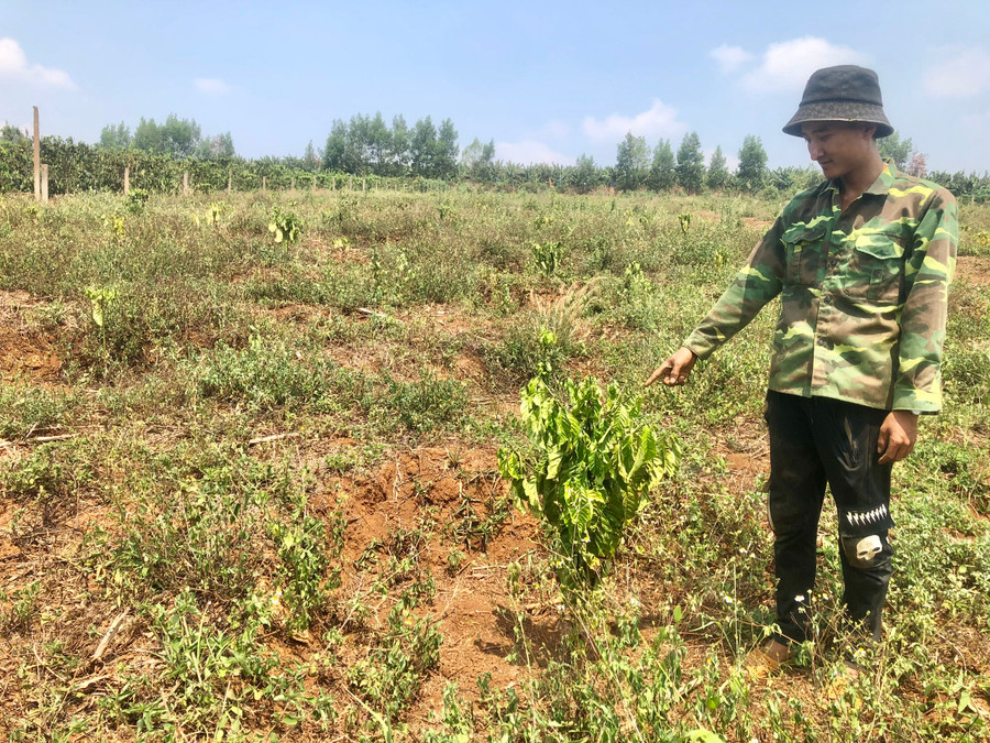 Anh Lương Văn Đức (thôn 1, xã Hải Yang, huyện Đak Đoa) bất lực nhìn hơn 0,6 ha cà phê trồng mới đang chết dần vì thiếu nước. Ảnh: Lê Nam Anh Lương Văn Đức (thôn 1, xã Hải Yang, huyện Đak Đoa) bất lực nhìn hơn 0,6 ha cà phê trồng mới đang chết dần vì thiếu nước. Ảnh: Lê Nam