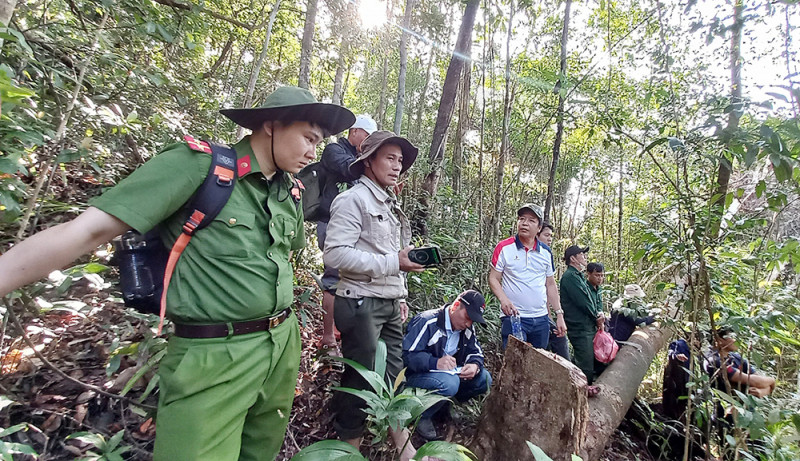 Cơ quan chức năng kiểm tra hiện trường vụ phá rừng tại xã Tư, huyện Đông Giang (Quảng Nam) vào tháng 2/2023.