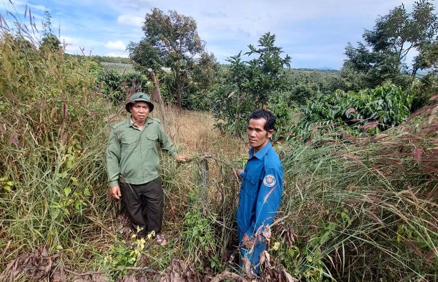 Diện tích rừng của Ban Quản lý rừng phòng hộ Bắc Biển Hồ nằm xen kẽ và liền kề với đất sản xuất của người dân. Ảnh: N.D