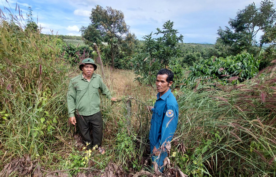 Diện tích rừng của Ban Quản lý rừng phòng hộ Bắc Biển Hồ nằm xen kẽ và liền kề với đất sản xuất của người dân. Ảnh: N.D Diện tích rừng của Ban Quản lý rừng phòng hộ Bắc Biển Hồ nằm xen kẽ và liền kề với đất sản xuất của người dân. Ảnh: N.D
