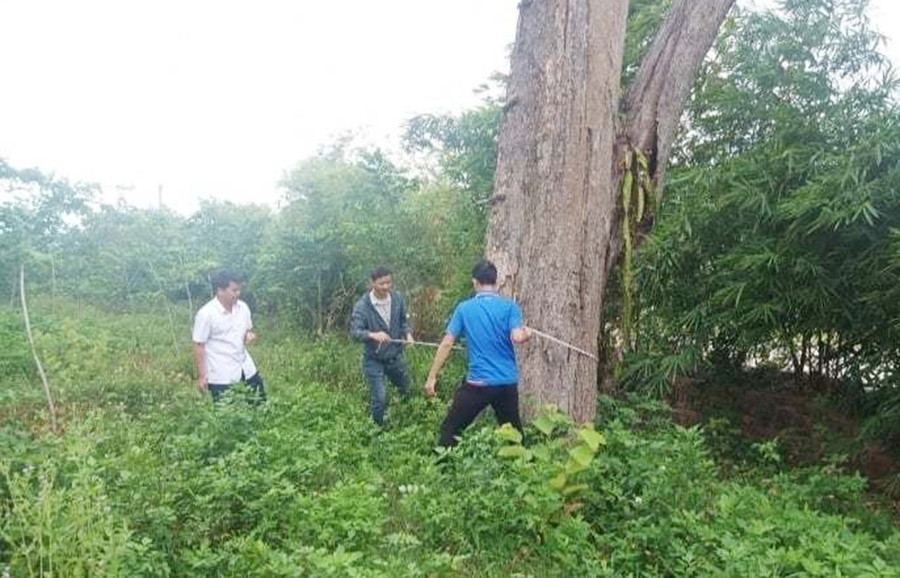 Đoàn công tác khảo sát thực tế cây ké chết trong khuôn viên An Khê đình. Ảnh: Hoàng Cư Đoàn công tác khảo sát thực tế cây ké chết trong khuôn viên An Khê đình. Ảnh: Hoàng Cư