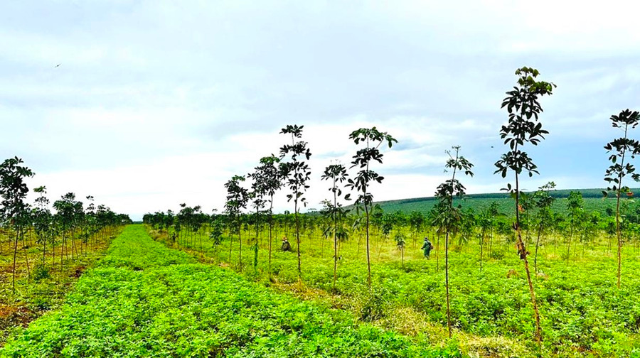 Vườn cây kiến thiết cơ bản của Nông trường Thống Nhất dùng chất mùn thải hữu cơ bón lót, phát triển tốt. Ảnh: Lương Hiến Vườn cây kiến thiết cơ bản của Nông trường Thống Nhất dùng chất mùn thải hữu cơ bón lót, phát triển tốt. Ảnh: Lương Hiến