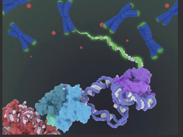 Enzyme telomerase (phía dưới) tác động đến việc duy trì telomeres (màu xanh lá cây) ở các đầu mút của nhiễm sắc thể (chữ X màu xanh dương). Hoạt động này ảnh hưởng tới quá trình ung thư và lão hóa