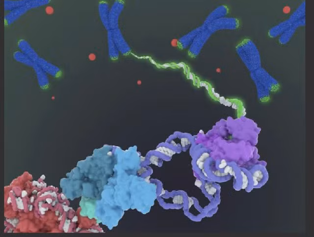 Enzyme telomerase (phía dưới) tác động đến việc duy trì telomeres (màu xanh lá cây) ở các đầu mút của nhiễm sắc thể (chữ X màu xanh dương). Hoạt động này ảnh hưởng tới quá trình ung thư và lão hóa