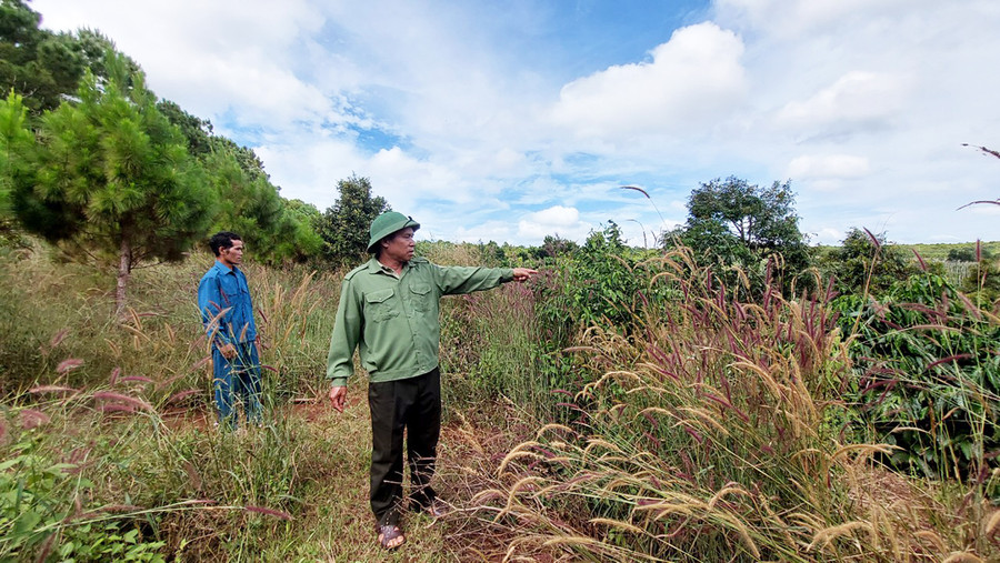 Cán bộ Ban Quản lý rừng phòng hộ Bắc Biển Hồ thường xuyên kiểm tra những diện tích liền kề. Ảnh: Nguyễn Hồng Cán bộ Ban Quản lý rừng phòng hộ Bắc Biển Hồ thường xuyên kiểm tra những diện tích liền kề. Ảnh: Nguyễn Hồng