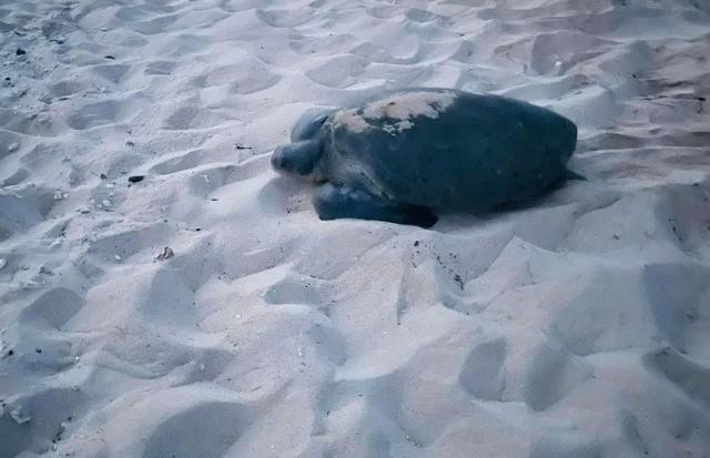 Rùa biển này có tên khoa học là Chelonia mydas, một loài rùa đặc biệt quý hiếm Rùa biển này có tên khoa học là Chelonia mydas, một loài rùa đặc biệt quý hiếm