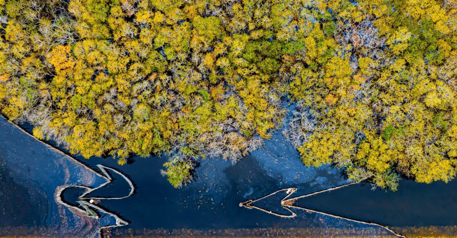 Đây là khu rừng ngập mặn nguyên sinh quý hiếm duy nhất còn tồn tại trong đầm phá Tam Giang, hệ đầm phá nước lợ lớn nhất khu vực Đông Nam Á.ẢNH: ĐÌNH HOÀNG