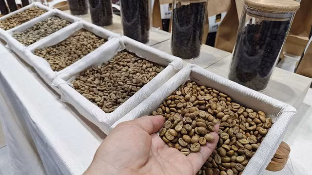 Giá cà phê Robusta thế giới tăng cao nhất trong lịch sử