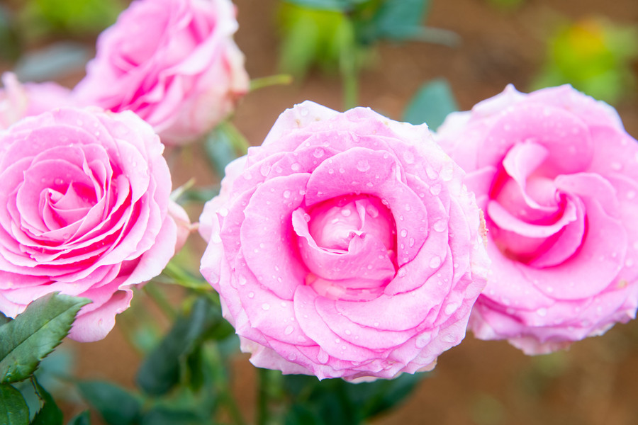 Những giọt sương long lanh đọng trên cánh hoa mua tím, hoa hồng. Những giọt sương long lanh đọng trên cánh hoa mua tím, hoa hồng.