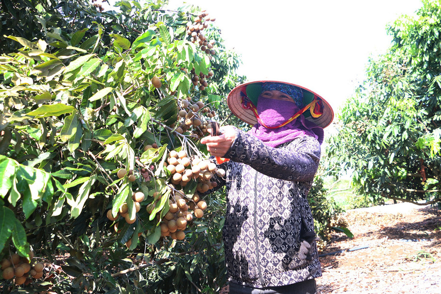 Vườn nhãn của gia đình chị Vũ Thị Thủy (thôn 9, xã Yang Trung, huyện Kông Chro) năm nay cho thu hoạch hơn 28 tấn quả. Ảnh: P.N