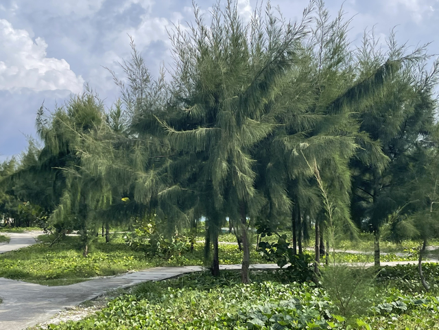 Trường Sa bây giờ rất xanh. Ảnh: Nữ Vương Trường Sa bây giờ rất xanh. Ảnh: Nữ Vương