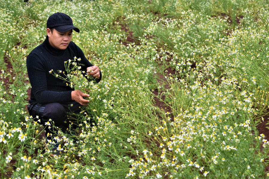 Hoa cúc La Mã tại Pibo Lavender Farm trồng và thu hoạch liên tục trong một năm Hoa cúc La Mã tại Pibo Lavender Farm trồng và thu hoạch liên tục trong một năm