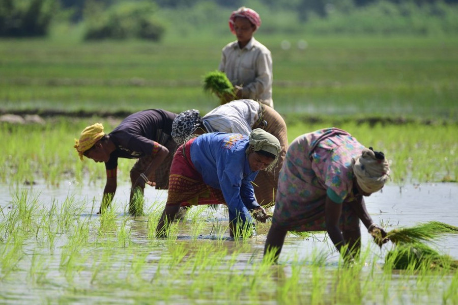 Nông dân trồng lúa trên cánh đồng ở Nagaon, bang Assam (Ấn Độ). (Ảnh: THX/TTXVN) Nông dân trồng lúa trên cánh đồng ở Nagaon, bang Assam (Ấn Độ). (Ảnh: THX/TTXVN)