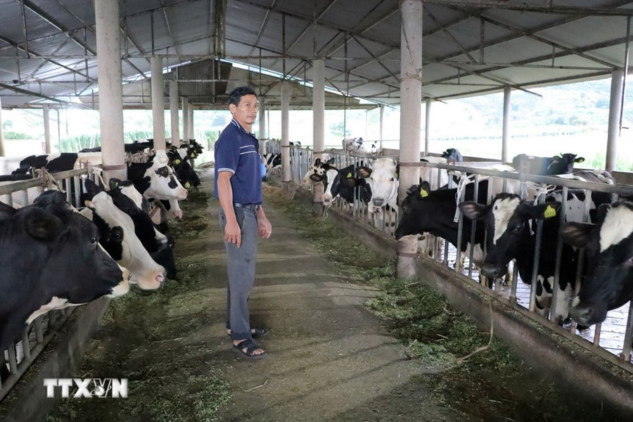 Một hộ nuôi bò ở thôn Bồng Lai, xã Hiệp Thạnh, huyện Đức Trọng. (Ảnh: Chu Quốc Hùng/TTXVN)