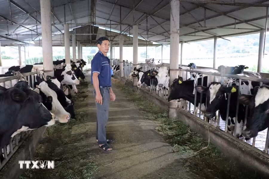 Một hộ nuôi bò ở thôn Bồng Lai, xã Hiệp Thạnh, huyện Đức Trọng. (Ảnh: Chu Quốc Hùng/TTXVN)