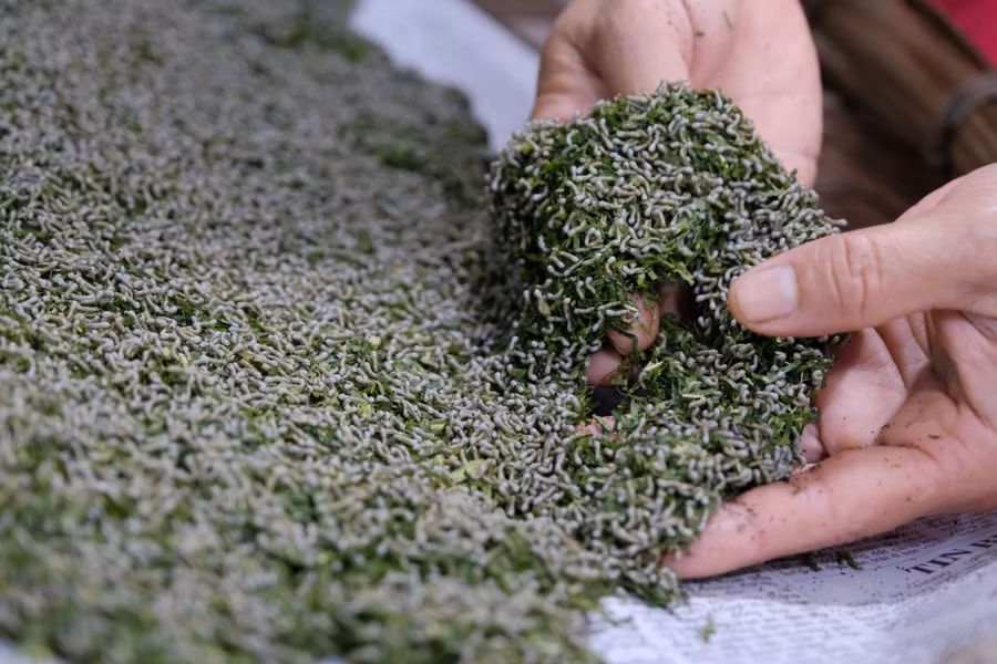 Nhiệt độ điều chỉnh dưới 30 độ C để có tằm giống tốt