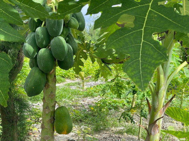 Ảnh: Nữ Vương Ảnh: Nữ Vương