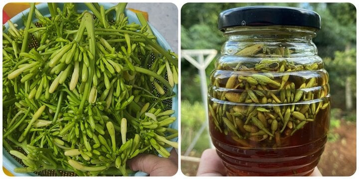 Tác dụng của hoa đu đủ đực ngâm mật ong là vấn đề nhiều người quan tâm. Tác dụng của hoa đu đủ đực ngâm mật ong là vấn đề nhiều người quan tâm.