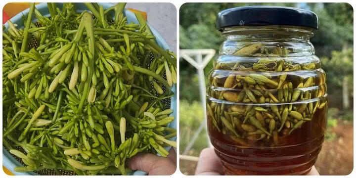 Tác dụng của hoa đu đủ đực ngâm mật ong là vấn đề nhiều người quan tâm.