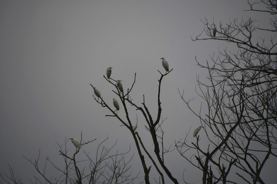 Vườn Quốc gia Vũ Quang là nơi thu hút nhiều loài chim cò về trú ngụ.