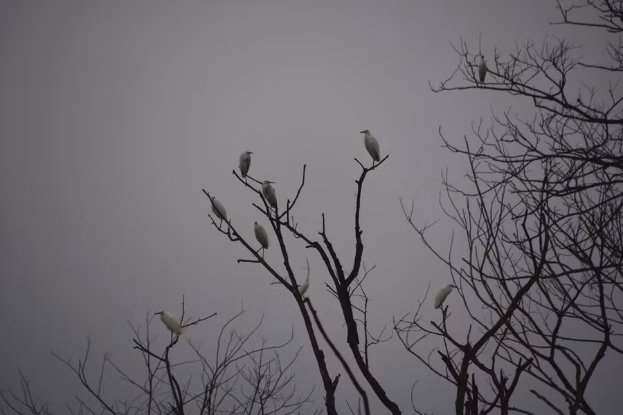 Vườn Quốc gia Vũ Quang là nơi thu hút nhiều loài chim cò về trú ngụ.