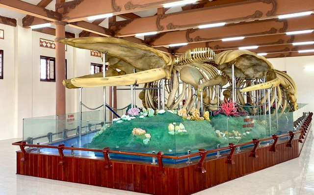 Hai bộ xương cá voi được phục dựng hoàn chỉnh