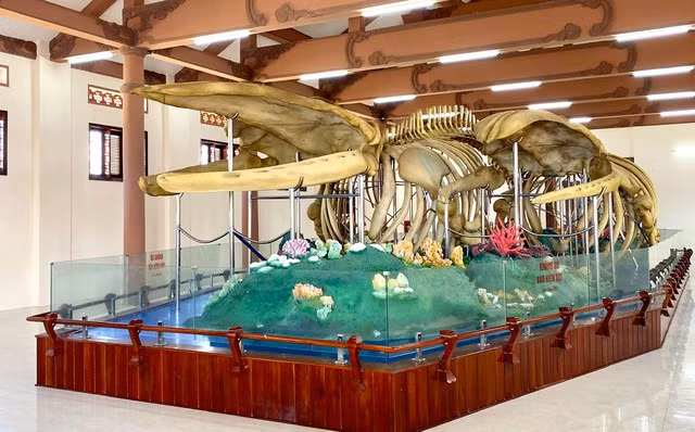 Hai bộ xương cá voi được phục dựng hoàn chỉnh