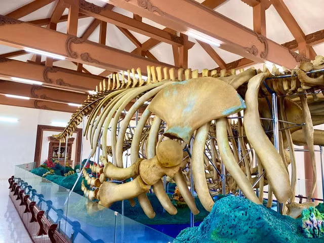 Cận cảnh bộ xương sườn của cá voi