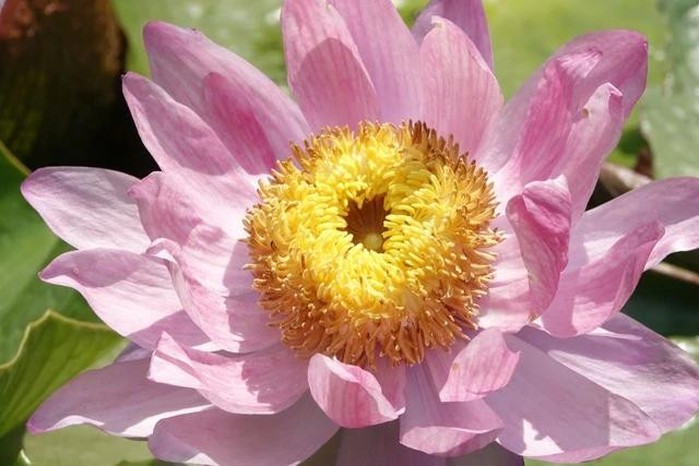 Giống hoa súng Úc có màu hồng đậm, nhụy vàng Giống hoa súng Úc có màu hồng đậm, nhụy vàng