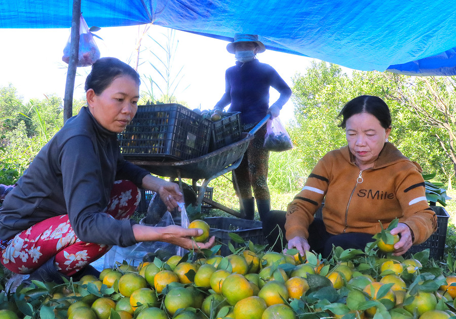 Bà Nguyễn Thị Sự (bìa phải; thôn An Điền Nam, xã Cửu An, thị xã An Khê) phân loại quýt để cung ứng ra thị trường. Ảnh: A.P Bà Nguyễn Thị Sự (bìa phải; thôn An Điền Nam, xã Cửu An, thị xã An Khê) phân loại quýt để cung ứng ra thị trường. Ảnh: A.P