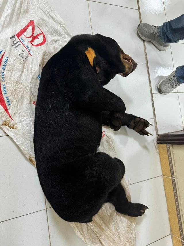 Cá thể gấu chó được Hiền mua từ Lào về