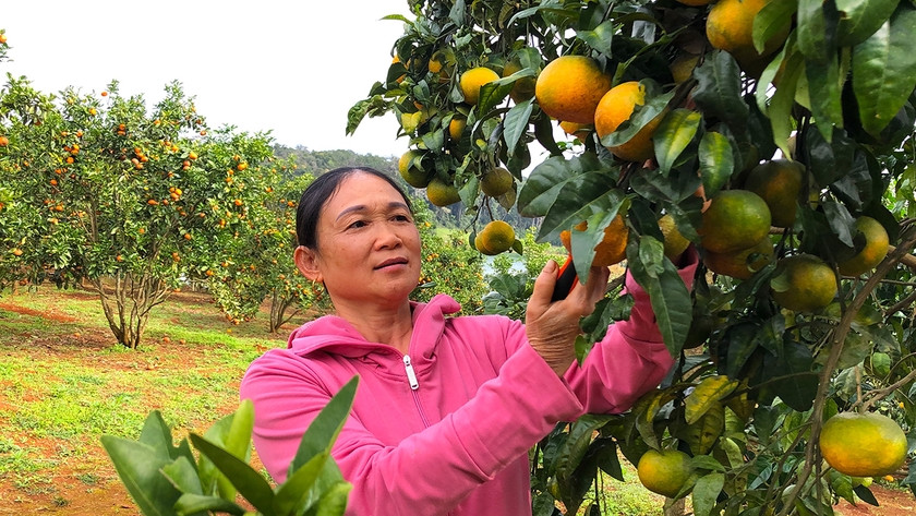 Lại có người quả quyết rằng, từng có một vườn cam Tây Sơn cạnh suối Tơ Tung (xã Sơn Lang, huyện Kbang). Ảnh minh họa: Ngọc Minh Lại có người quả quyết rằng, từng có một vườn cam Tây Sơn cạnh suối Tơ Tung (xã Sơn Lang, huyện Kbang). Ảnh minh họa: Ngọc Minh