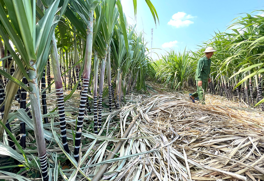 Thổ nhưỡng của khu vực dốc Phú Cường khá phù hợp với cây mía thuốc. Ảnh: Văn Ngọc Thổ nhưỡng của khu vực dốc Phú Cường khá phù hợp với cây mía thuốc. Ảnh: Văn Ngọc