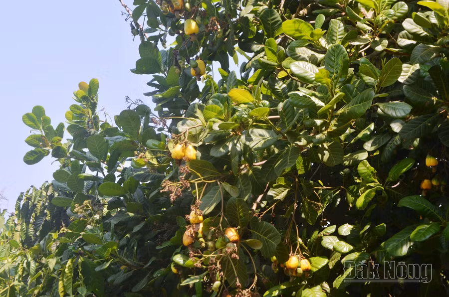 Năng suất điều Đắk Nông năm nay chỉ đạt khoảng 0,52 tấn/ha.