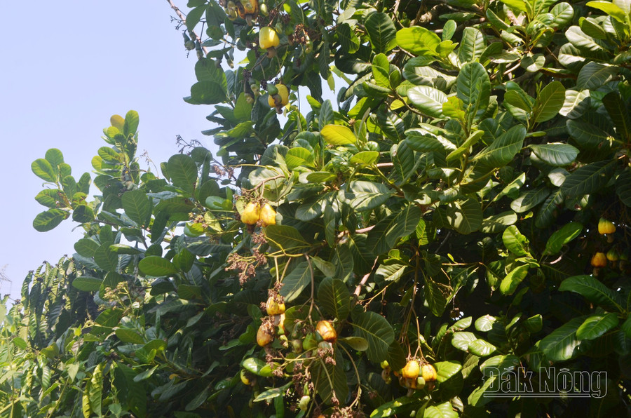 Năng suất điều Đắk Nông năm nay chỉ đạt khoảng 0,52 tấn/ha. Năng suất điều Đắk Nông năm nay chỉ đạt khoảng 0,52 tấn/ha.