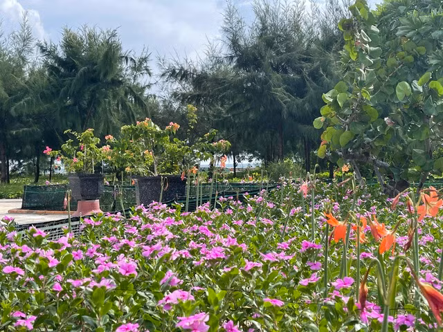 Ảnh: Nữ Vương Ảnh: Nữ Vương