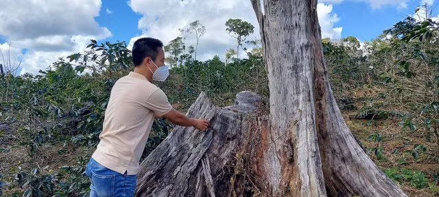 Dự án Nông trại hữu cơ Tuyết Sơn Kon Plông để mất 11.325 m2 rừng. Ảnh: ĐỨC NHẬT