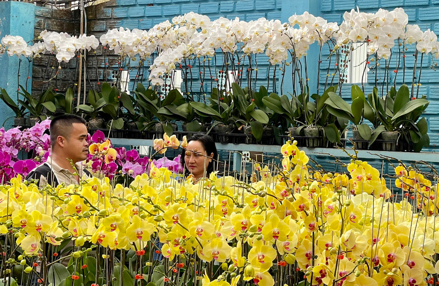Hiện giá bán lan hồ điệp dao động từ 100-150 ngàn đồng/cây nhỏ; loại đại dao động từ 250-300 ngàn đồng/cây. Ảnh: Vũ Thảo Hiện giá bán lan hồ điệp dao động từ 100-150 ngàn đồng/cây nhỏ; loại đại dao động từ 250-300 ngàn đồng/cây. Ảnh: Vũ Thảo