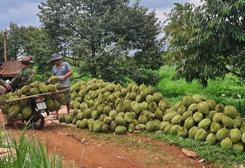 Người dân thị trấn Chư Ty thu hoạch sầu riêng. Ảnh: Nguyễn Diệp