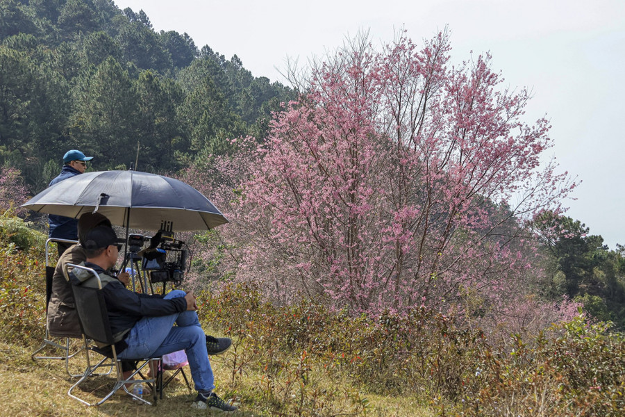 Một đoàn làm phim đến ghi hình mai anh đào ở khu vực chân núi vào ngày 22/1/2024