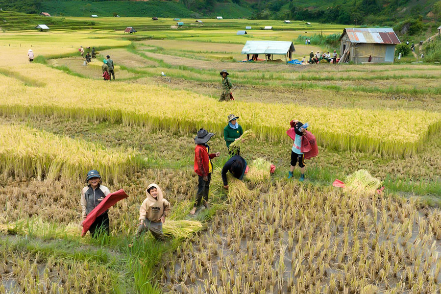 Người dân gặt lúa trên cánh đồng làng Kon Tu Rằng, xã Măng Cành, huyện Kon Plông. Ảnh: NB Người dân gặt lúa trên cánh đồng làng Kon Tu Rằng, xã Măng Cành, huyện Kon Plông. Ảnh: NB