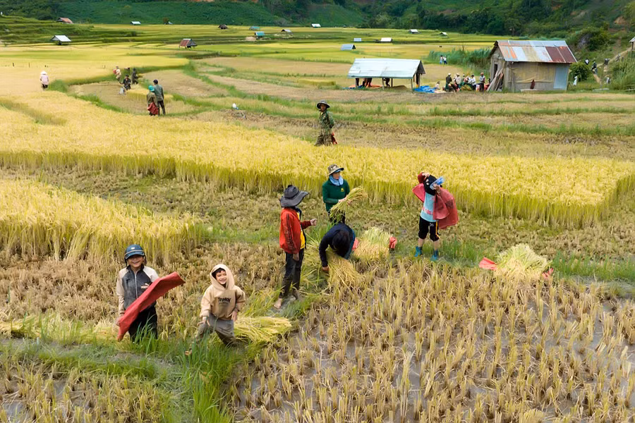 Người dân gặt lúa trên cánh đồng làng Kon Tu Rằng, xã Măng Cành, huyện Kon Plông. Ảnh: NB