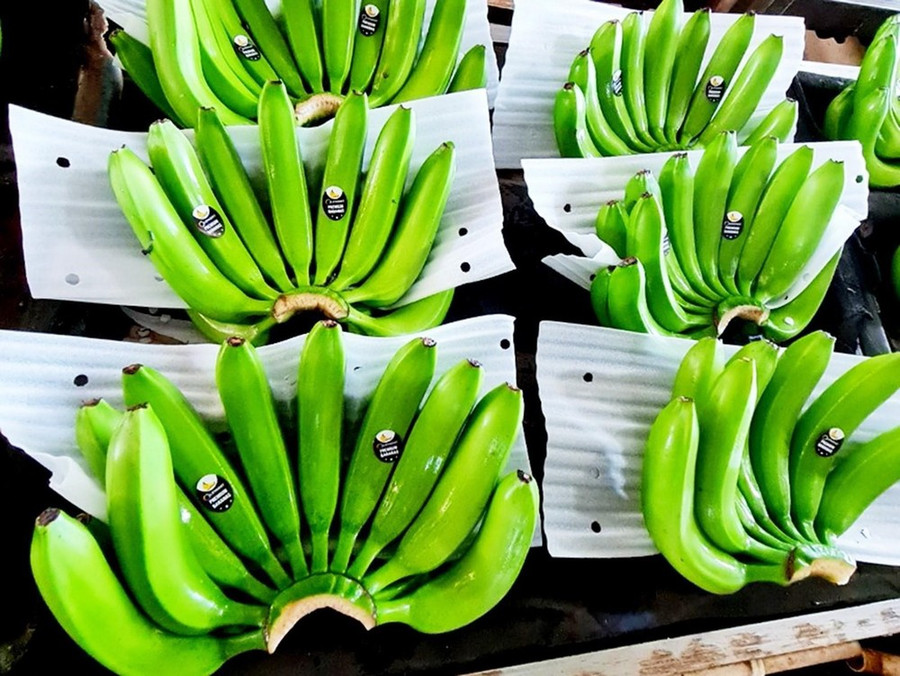 (Ảnh: Hồng Đạt/TTXVN) (Ảnh: Hồng Đạt/TTXVN)