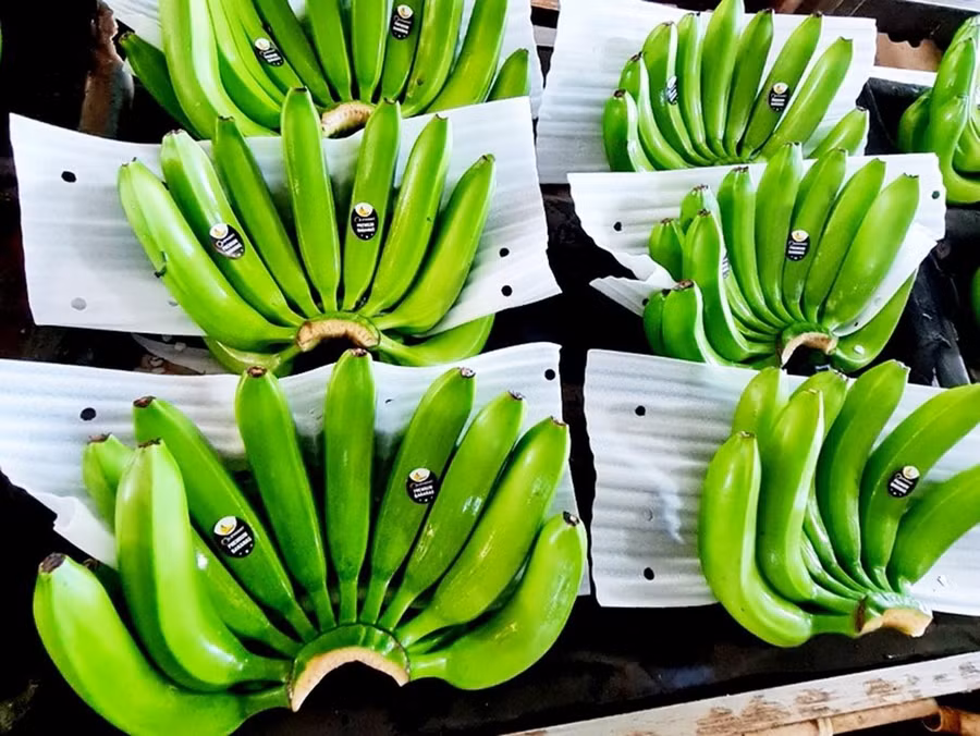 (Ảnh: Hồng Đạt/TTXVN)