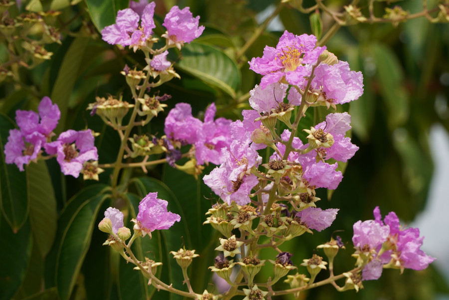 Hoa bằng lăng hồng cánh đơn, mỏng và mọc thành từng chùm