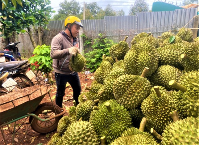 Sầu riêng được tập kết thành đống, chờ vận chuyển về kho.