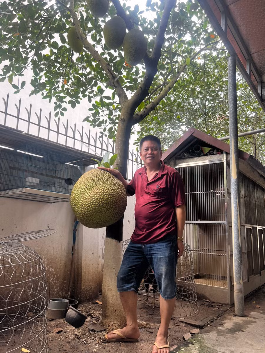 Quả mít thuộc sở hữu của ông Thành. Ảnh NVCC