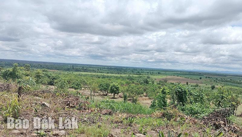 Đất lâm nghiệp tại xã Ea Bung (huyện Ea Súp) giao cho doanh nghiệp nhưng quản lý không tốt để cho người dân xâm chiếm, canh tác. Ảnh: Văn Tân